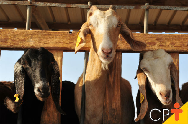 Cabras de corte ou cabras de leite. Qual a melhor opção?   Artigos Cursos CPT