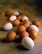 As galinhas poedeiras leves são para produção de ovos brancos e poedeiras semipesadas para produção de ovos vermelhos. As galinhas poedeiras leves são para produção de ovos brancos e poedeiras semipesadas para produção de ovos vermelhos.