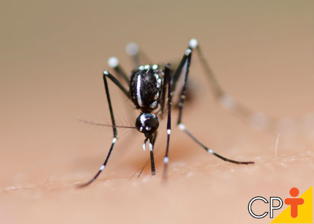 Um poco mais sobre o Aedes Aegypti   Artigos Cursos CPT