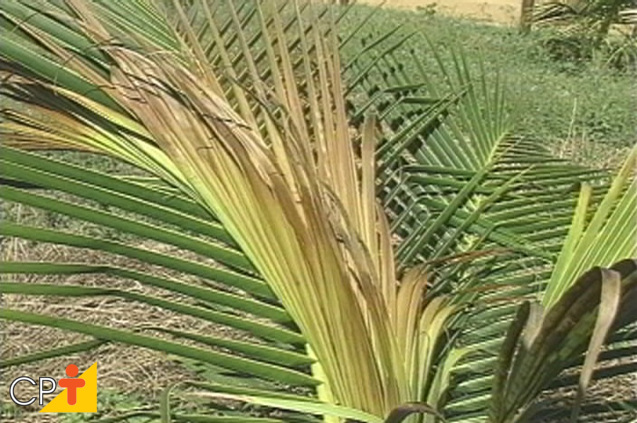 Queima das folhas Queima das folhas