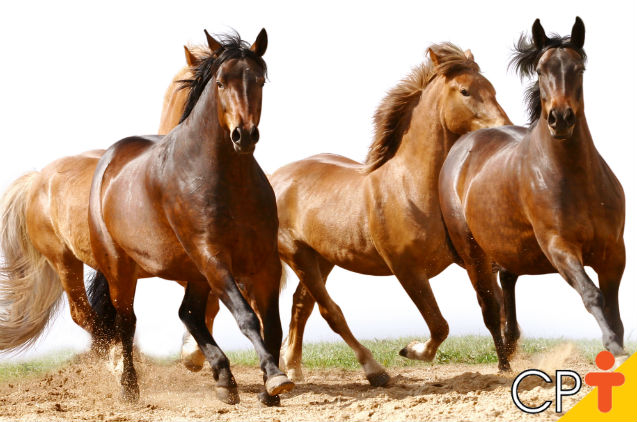 Psicomotricidade equestre: saiba mais sobre como lidar com cavalos   Artigos Cursos CPT