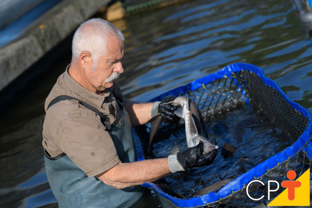 A temperatura da água é importante para o crescimento dos peixes?   Artigos Cursos CPT