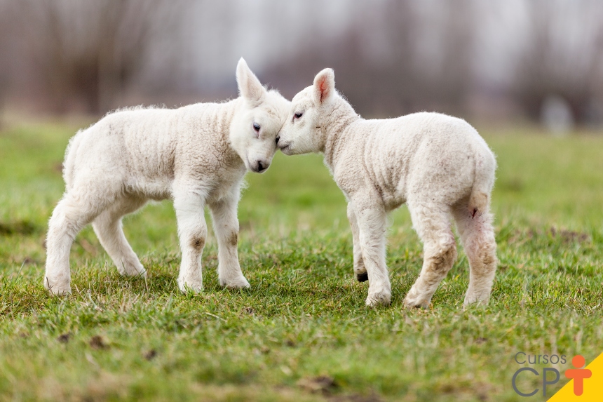 Cuidados com a gestação e com ovinos recém-nascidos | Cursos a Distância CPT, image size:860x573