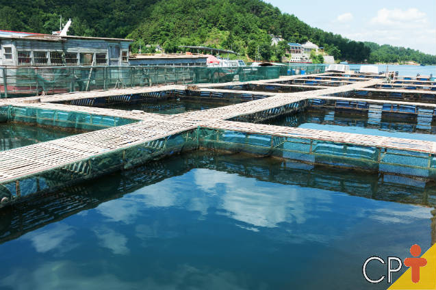 Conheça os sistemas de criação de peixes Conheça os sistemas de criação de peixes