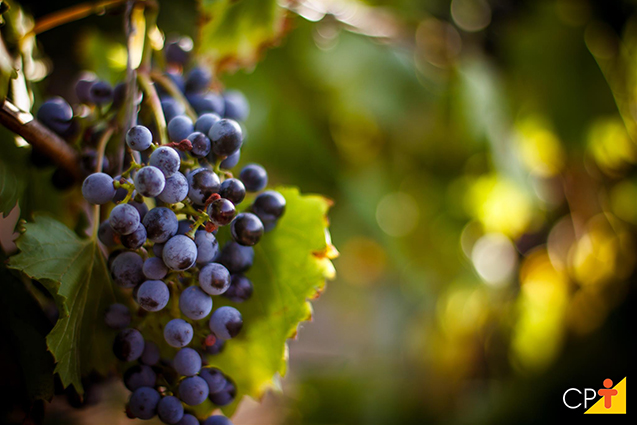 Cacho de uvas Cacho de uvas