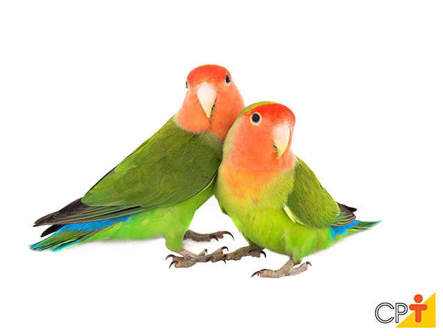 Casal de agapornis Casal de agapornis