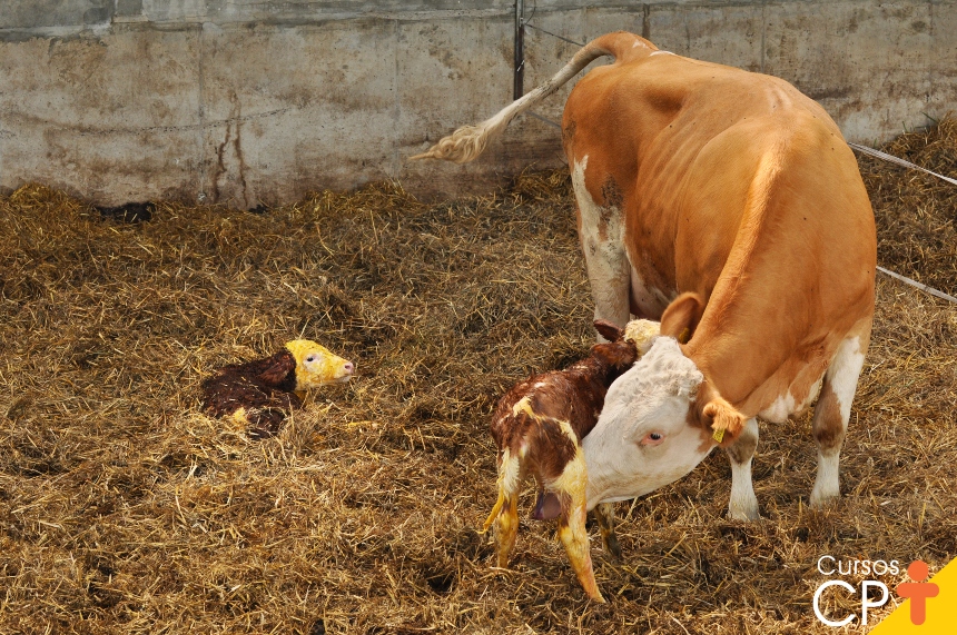 Como cuidar da vaca e do bezerro ao parto | Cursos a Distância CPT