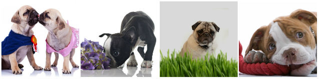 Cursos CPT na área Pet Cursos CPT na área Pet
