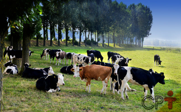 Bovinos: quais fatores influenciam o comportamento de pastagem?   Artigos Cursos CPT