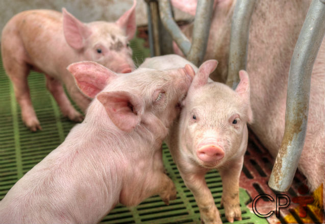 Biodigestores: coleta de dejetos em instalações de suínos Artigos Cursos CPT Biodigestores: coleta de dejetos em instalações de suínos Artigos Cursos CPT