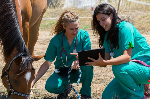 Reprodução de cavalos: transferência de embrião   Artigos Cursos CPT