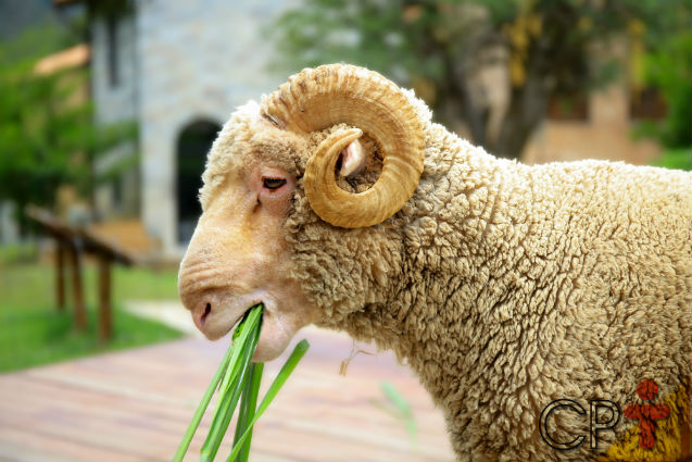 Se milho hidropônico é viável para a alimentação animal? Descubra!   Artigos Cursos CPT