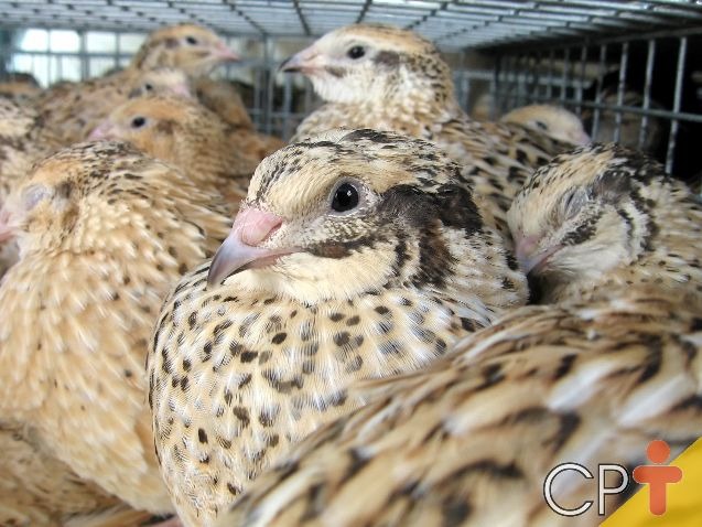 Dicas para prevenir doenças em codornas Dicas para prevenir doenças em codornas