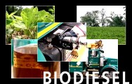 Após o plantio e todos os tratos culturais, segue a extração do óleo e os procedimentos de separação por centrifugação e filtragem.