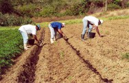 A obtenção de produtividades competitivas e a melhor remuneração obtida pelos produtos têm tornado a agricultura orgânica a salvação para muitos produtores rurais. https://cptstatic.s3.amazonaws.com/imagens/enviadas/materias/materia1734/m-cultivo-organico-inhame-taro-gengibre.jpg