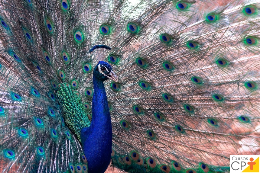 cria-o-de-pav-es-aves-que-encantam-pela-rara-beleza-cursos-a