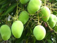 A fruta teve sua importância econômica aumentada, o que tem levado ao estabelecimento de pomares comerciais.