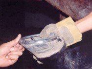 Nos animais que vivem no estado selvagem, o casco é bem adaptado aos terrenos naturais e às pastagens. Nos animais que vivem no estado selvagem, o casco é bem adaptado aos terrenos naturais e às pastagens.