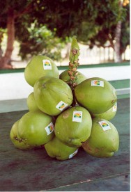 A cultura do coqueiro, que é uma das que mais tem crescido nos últimos anos, no Brasil, vem destacando-se, também, na agricultura orgânica. https://cptstatic.s3.amazonaws.com/imagens/enviadas/materias/materia1810/m-coco.jpg