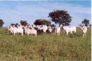 Os animais a serem engordados a pasto precisam ter algumas características para que possam apresentar bom desempenho. https://cptstatic.s3.amazonaws.com/imagens/enviadas/materias/materia1811/m-pecuaria-corte.jpg