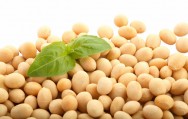 O grão de soja é composto por proteína, fibras, mono e oligossacarídeos, óleos, além de outros nutrientes.