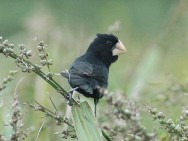 A caça predatória e a destruição do habitat natural são fatores que atuam na diminuição da população desses espécimes. A caça predatória e a destruição do habitat natural são fatores que atuam na diminuição da população desses espécimes.