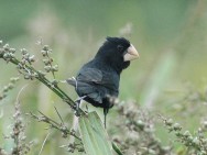 A caça predatória e a destruição do habitat natural são fatores que atuam na diminuição da população desses espécimes.