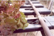 A hidroponia é um sistema de cultivo em que as plantas se desenvolvem sem a utilização de solo, ou seja, em água. A hidroponia é um sistema de cultivo em que as plantas se desenvolvem sem a utilização de solo, ou seja, em água.