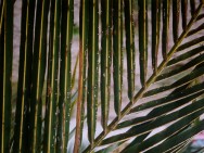 É importante que os produtores estejam sempre atentos às recomendações sobre as pragas e doenças e suas formas de controle.