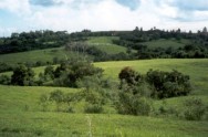O acúmulo de carbono também está diretamente relacionado com aumento de nitrogênio, advindo do uso de plantas de cobertura.