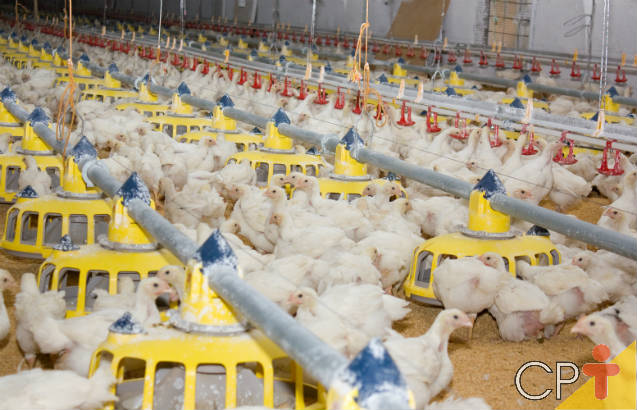 Saiba mais sobre as fases do manejo de frangos de corte Saiba mais sobre as fases do manejo de frangos de corte