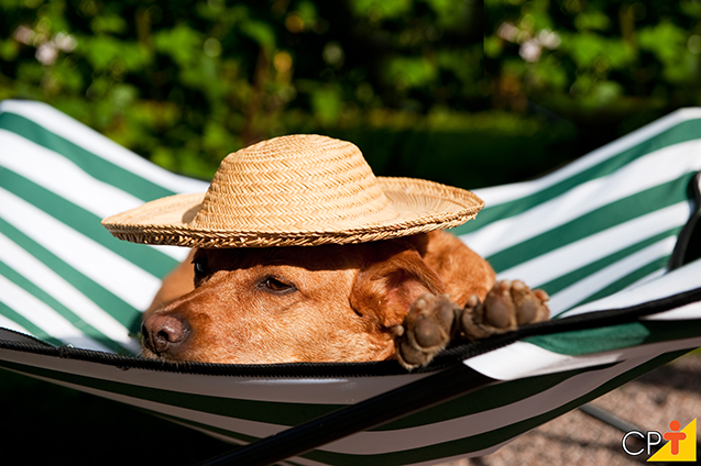 Cão na rede Cão na rede