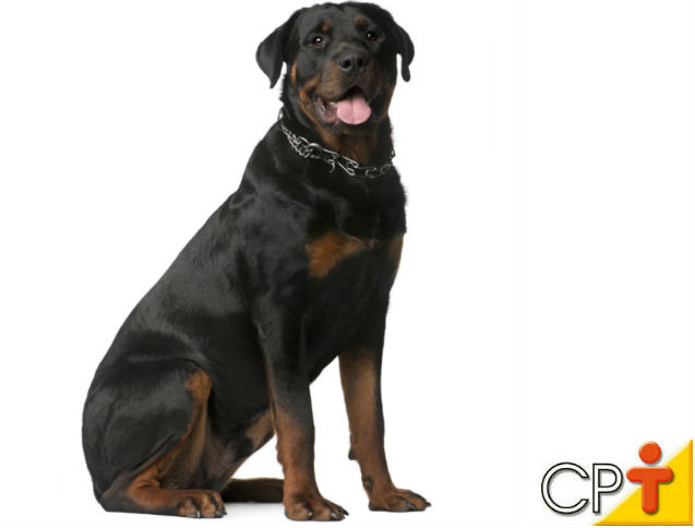 Como ensinar o cão o comando de sentar Artigos Cursos CPT Como ensinar o cão o comando de sentar Artigos Cursos CPT