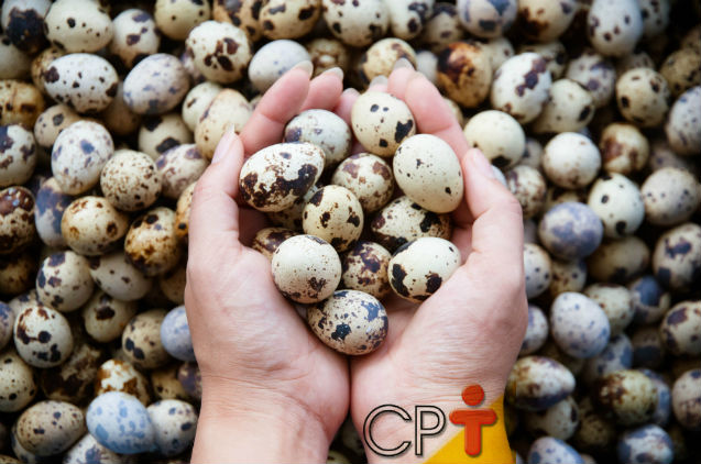 Dicas de ouro para o sucesso da criação de codornas Artigos Cursos CPT Dicas de ouro para o sucesso da criação de codornas Artigos Cursos CPT