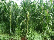 Uma forma de diluir os custos com a formação de pastagens é a integração da agricultura com a pecuária. https://cptstatic.s3.amazonaws.com/imagens/enviadas/materias/materia2073/m-consorcio-milho-braquiaria.jpg