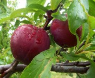 Produzir frutas é sempre um bom negócio, podendo ser atividade principal ou complementar para produtores rurais.