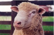 Uma forma de aproveitar o potencial das raças de carne é o cruzamento industrial com raças mistas ou produtoras de lã fina. Uma forma de aproveitar o potencial das raças de carne é o cruzamento industrial com raças mistas ou produtoras de lã fina.