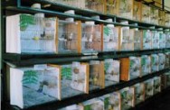 Pássaros têm sido cada vez mais usados para tratamento de deficientes mentais e físicos. Pássaros têm sido cada vez mais usados para tratamento de deficientes mentais e físicos.