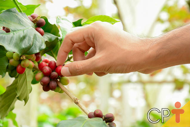 Produção de café: pragas que atacam o cafeeiro Produção de café: pragas que atacam o cafeeiro