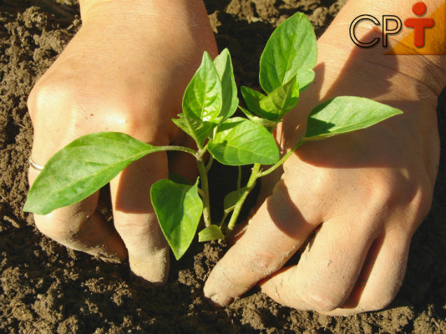 Dica de excelente negócio? Plante, processe e comercialize pimentas!   Artigos Cursos CPT