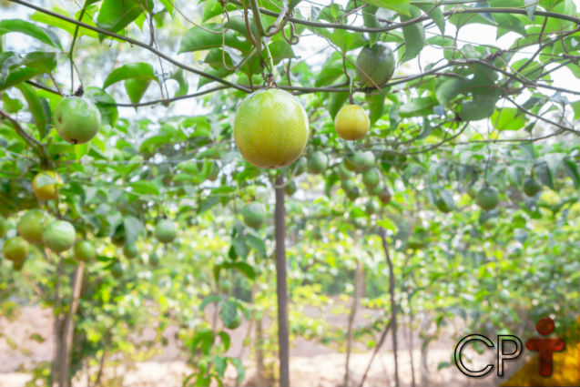 Quer ganhar dinheiro com o quintal de sua casa? Plante maracujá!   Artigos Cursos CPT