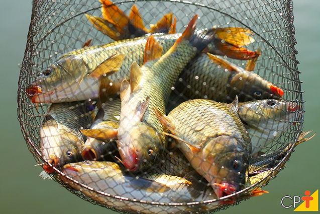 Peixes em rede