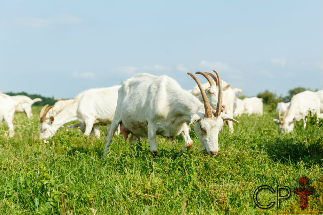 A homeopatia cura verminose em cabras leiteiras? Sim, cura!   Artigos Cursos CPT