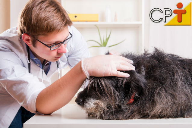 Pulgas causam dermatite em cães? Sim, causam!   Artigos Cursos CPT