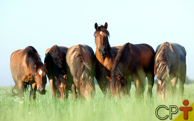 Quer melhorar geneticamente seus equinos? Inseminação artificial neles!   Artigos Cursos CPT