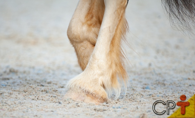 Cascos de cavalos regeneram? Eles voltam a crescer?   Artigos Cursos CPT