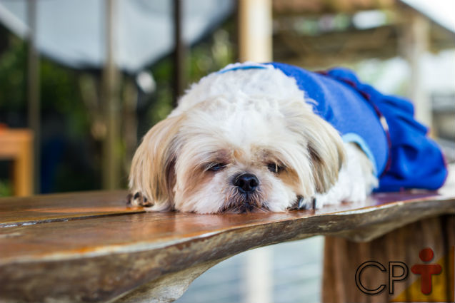 Vai abrir um hotel para cães e gatos? Escolha o melhor local! Artigos Cursos CPT Vai abrir um hotel para cães e gatos? Escolha o melhor local! Artigos Cursos CPT
