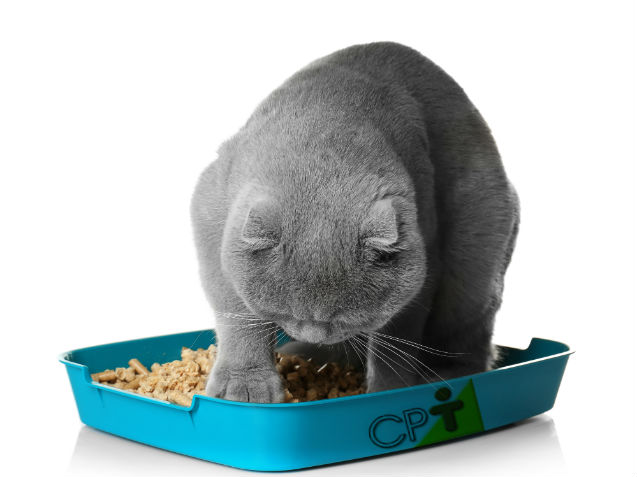 Prisão de ventre em gatos: por que isso acontece? Artigos Cursos CPT Prisão de ventre em gatos: por que isso acontece? Artigos Cursos CPT