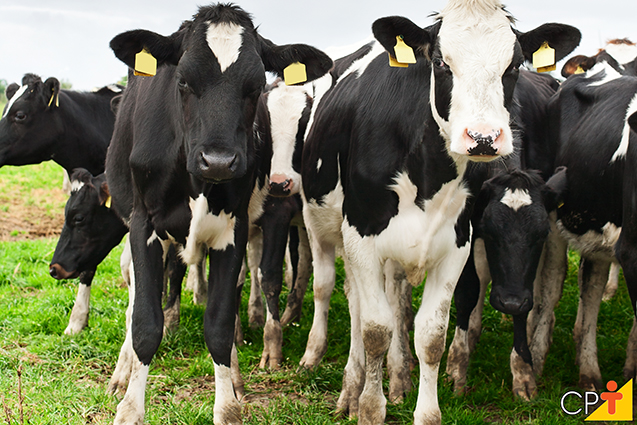 Curso Cria e Recria de Bovinos