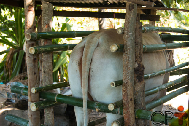 Vai inseminar vacas? Atenção especial ao tronco de contenção!   Artigos Cursos CPT